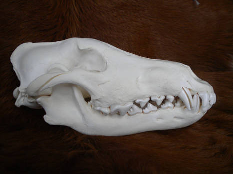 Alaskan Wolf Skull Stock