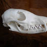 Wild Red Fox Skull Stock