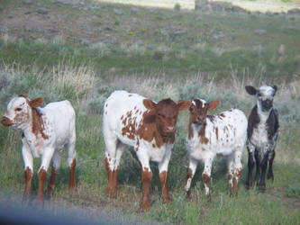 Longhorn Calves Stock