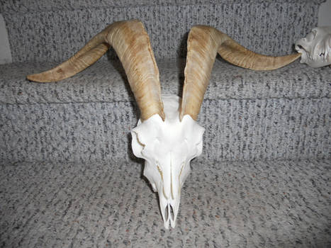 Billy Goat Horns
