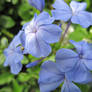 Blue Plumbago