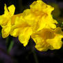 Close Up Yellow Trumpetbush