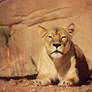 Lioness