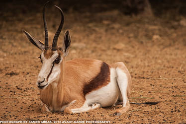 Gazelle