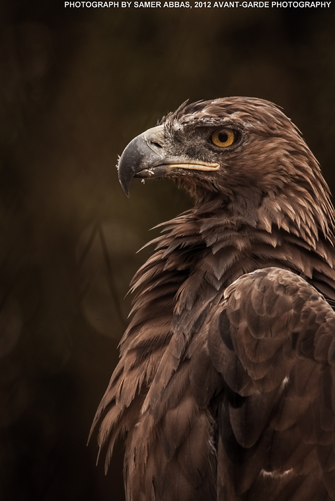 Arabian Eagle by photographersamer on DeviantArt Arabian Eagle by photographersamer on DeviantArt