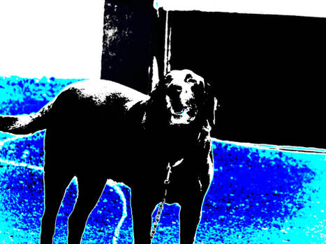 dog blue