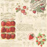 Strawberry Illustration 2