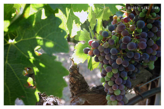 Cabernet Sauvignon Grapes