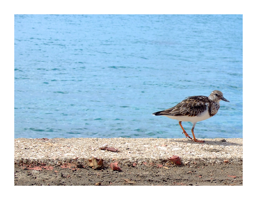 Bonaire: Bird