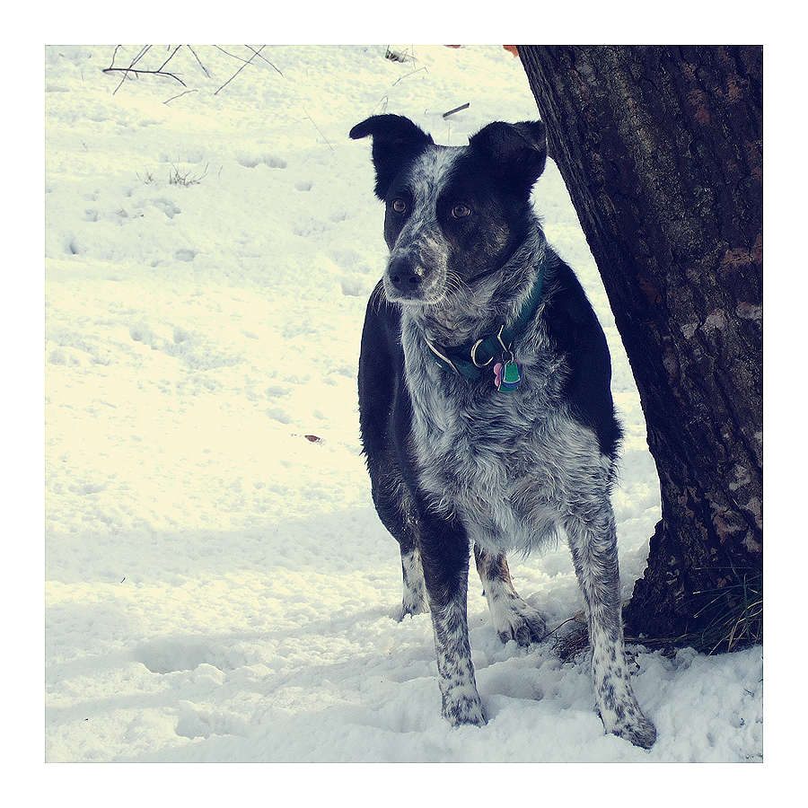 Snow Puppy