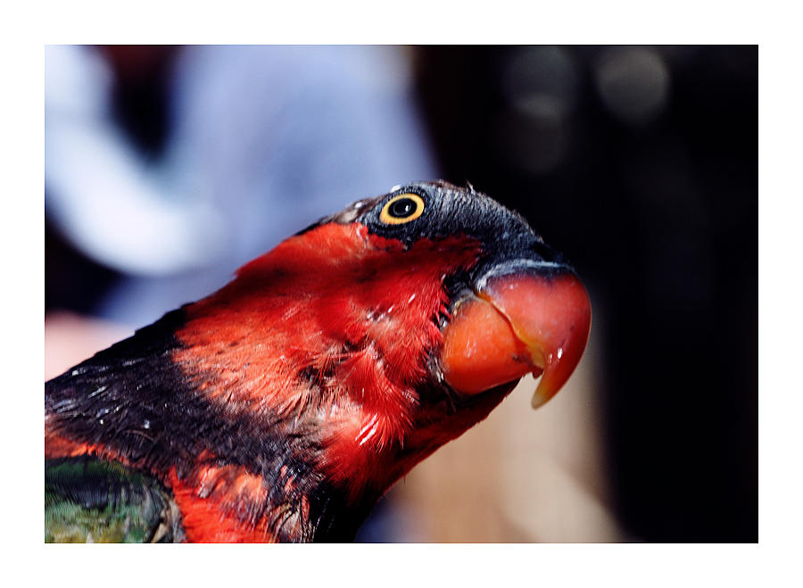 Derpy Bird by hell0z0mbie on DeviantArt