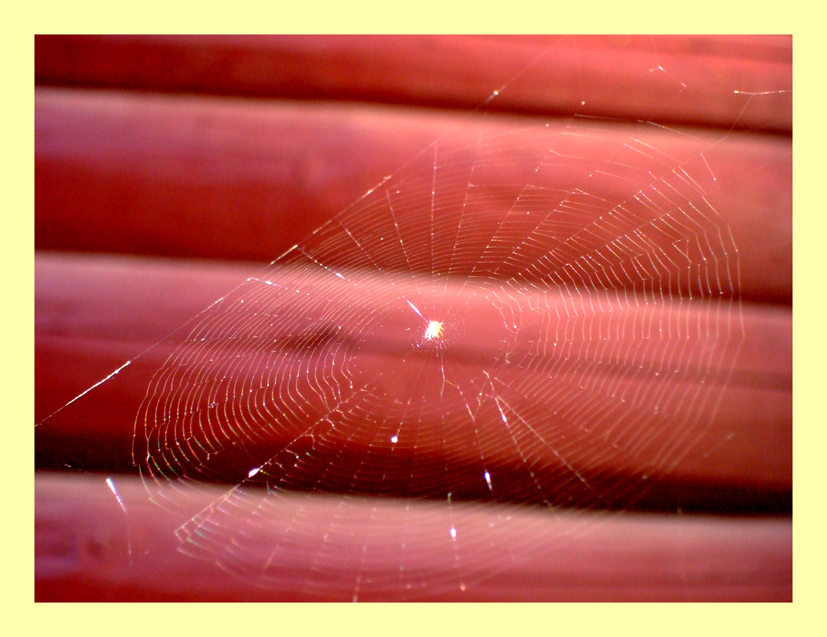 Spider Web