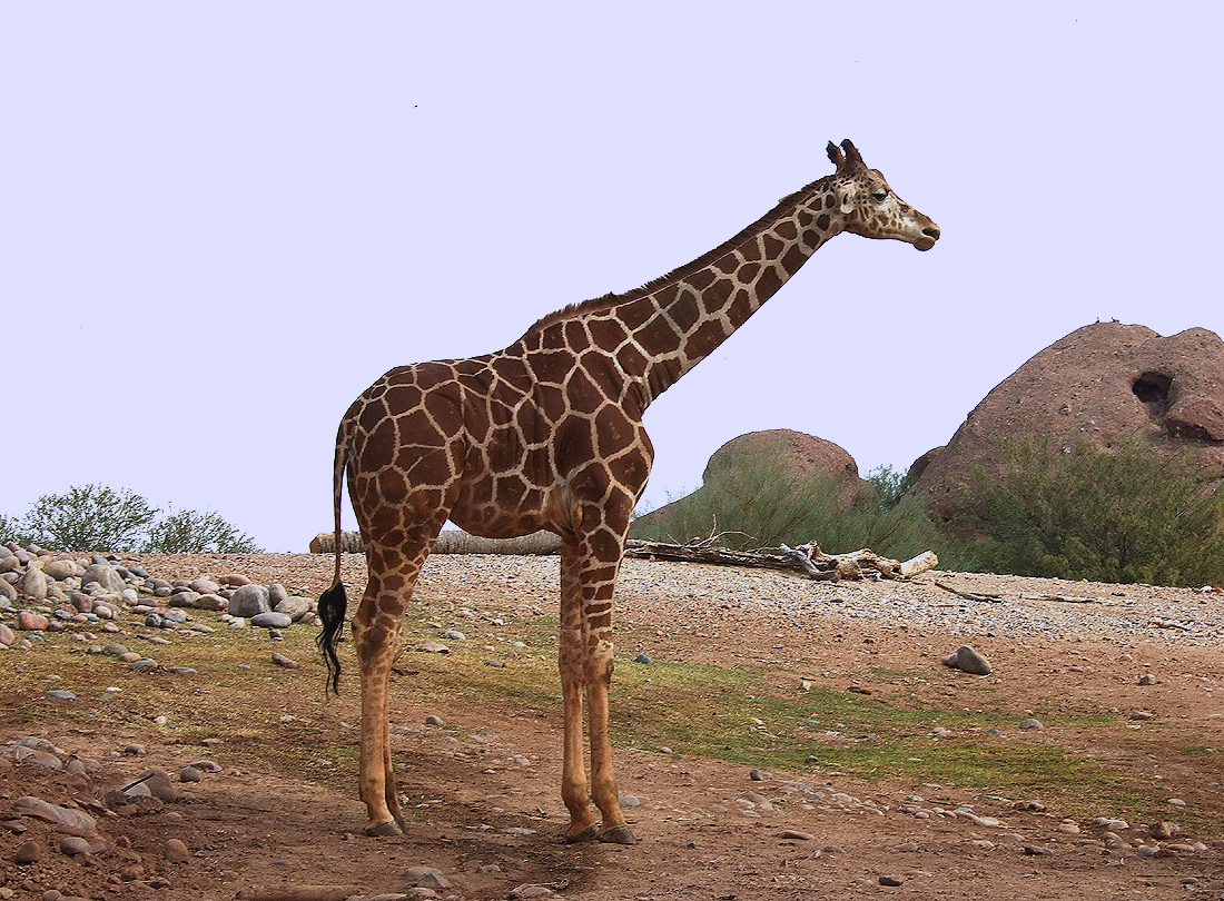 Giraffe