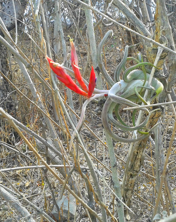 GallitoEnFlor zepol68