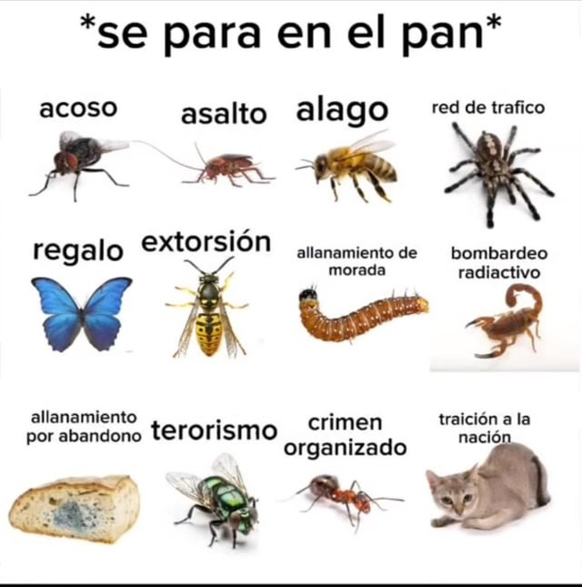 Bug meme #1 by Nairod103098 on DeviantArt