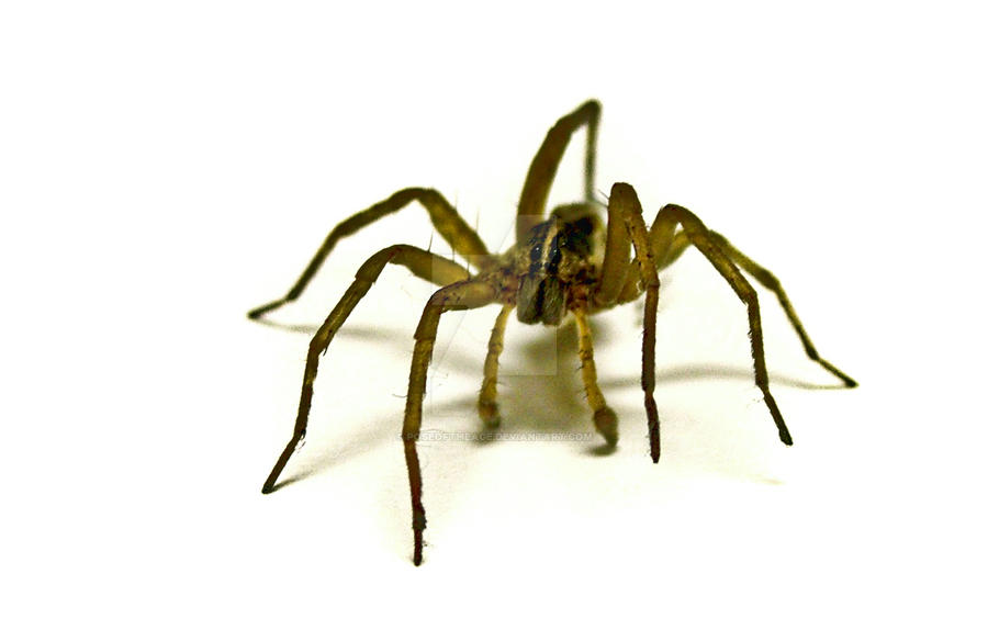 Spider Lab by PoseoftheAge on DeviantArt