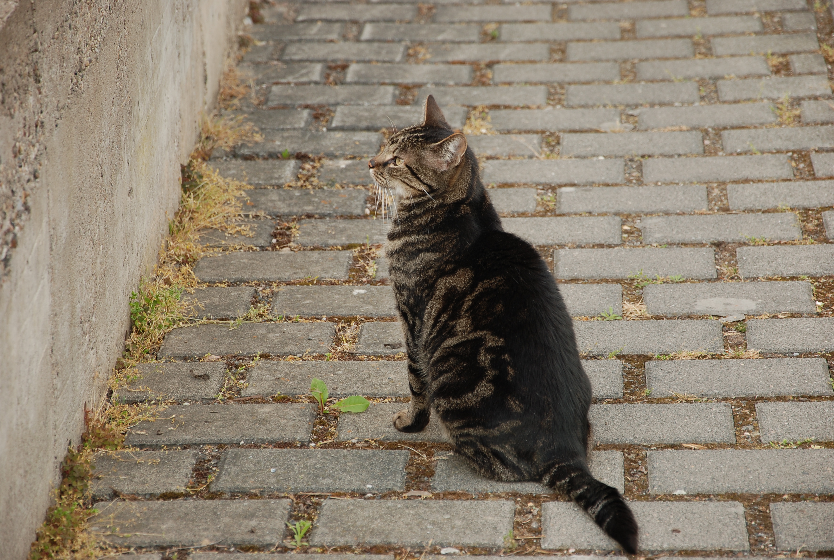 tabby cat stock