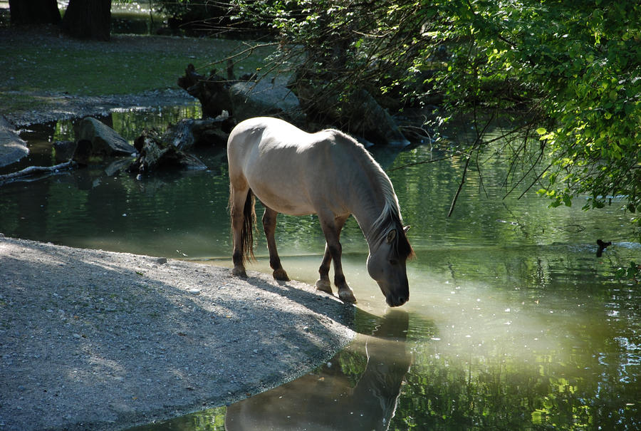 Tarpan Horse Stock