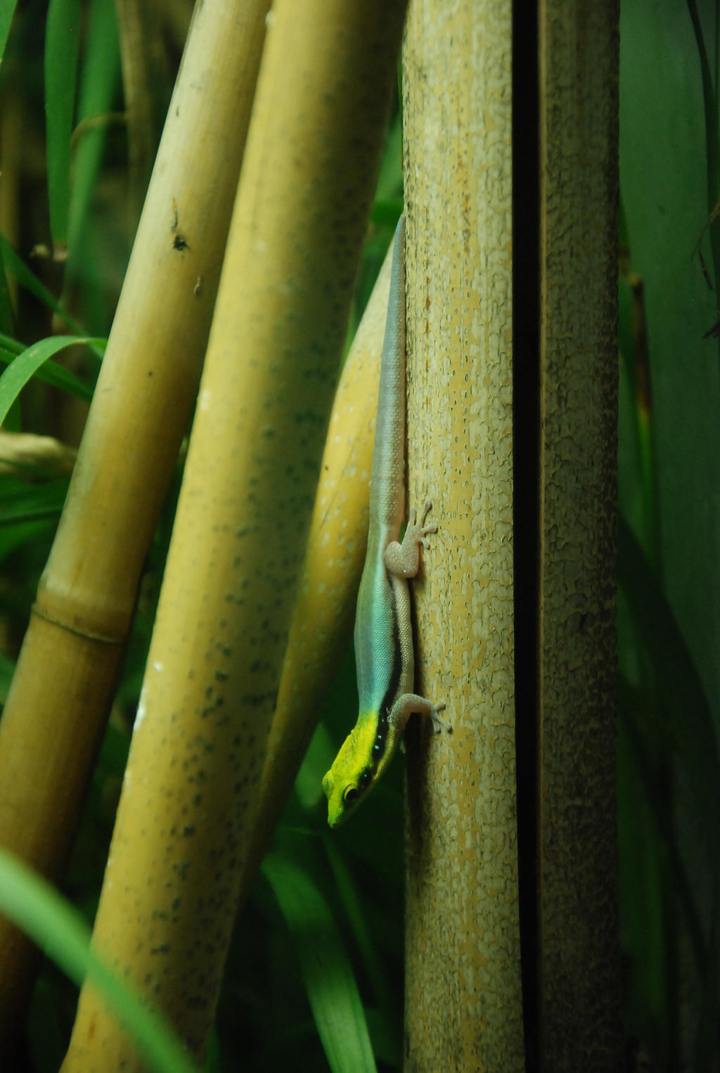 Neon glowing gecko