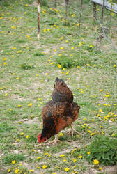 Chicken stock