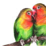 Love Birds