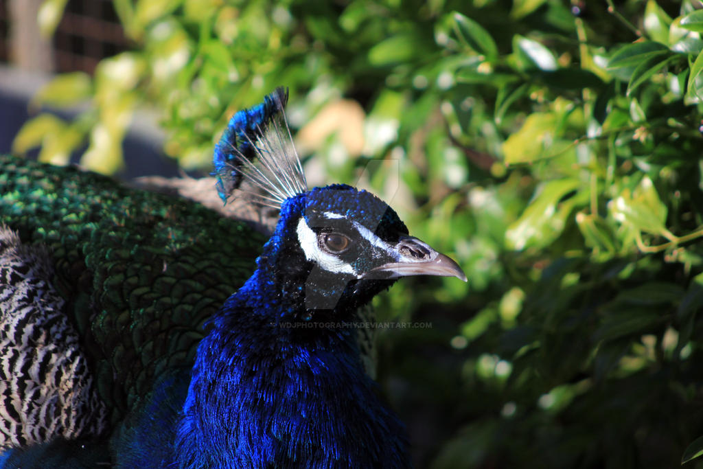 Peacock