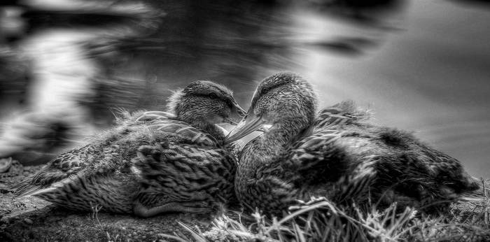 Two duckling