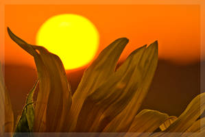 SunflowerSet