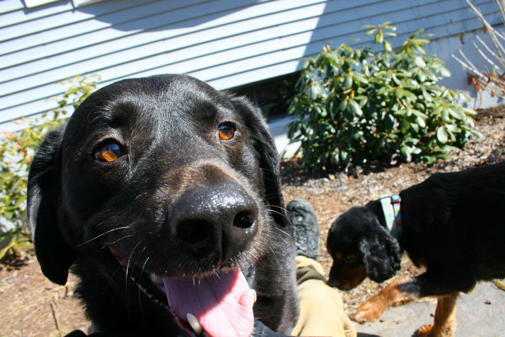 Two Happy Dogs