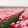 beautiful pink tulips.