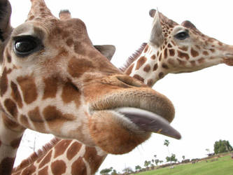 giraffes