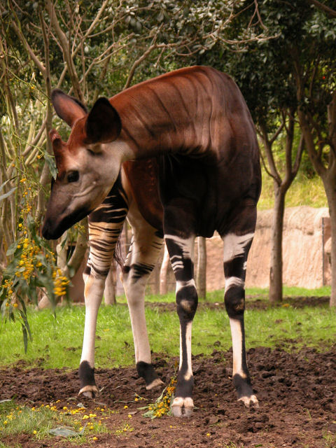 okapi