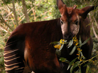 okapi again