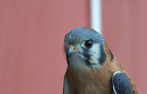 kestral2