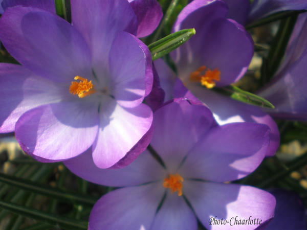 Fleur Rooth Fleur by CharlotteD on DeviantArt