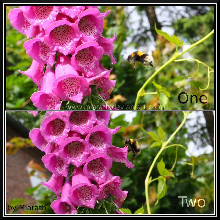 Digitalis One Two