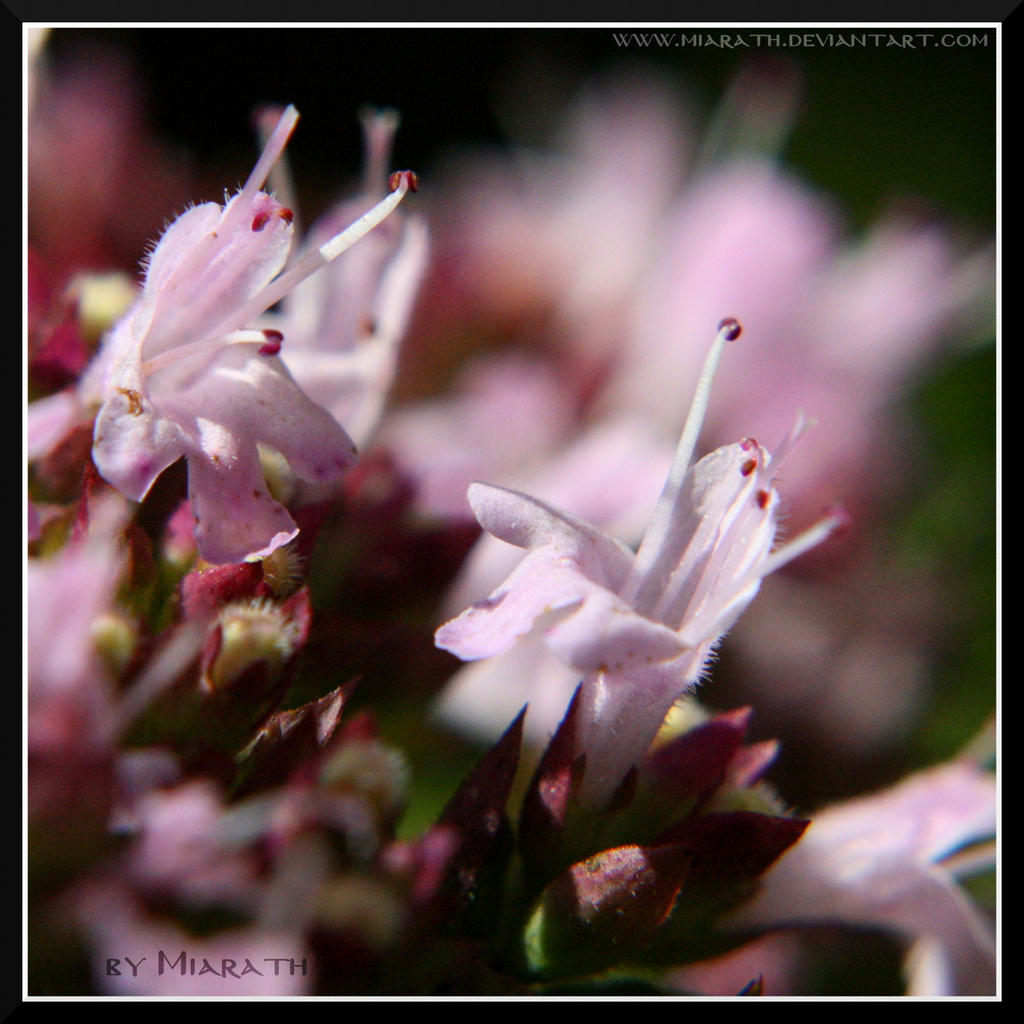 Oregano Blooms