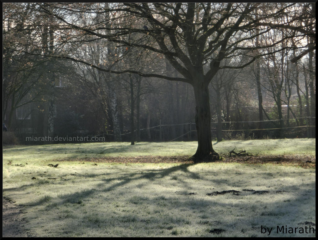 Rauhreifgrass mit Baum - frosted grass with tree:)