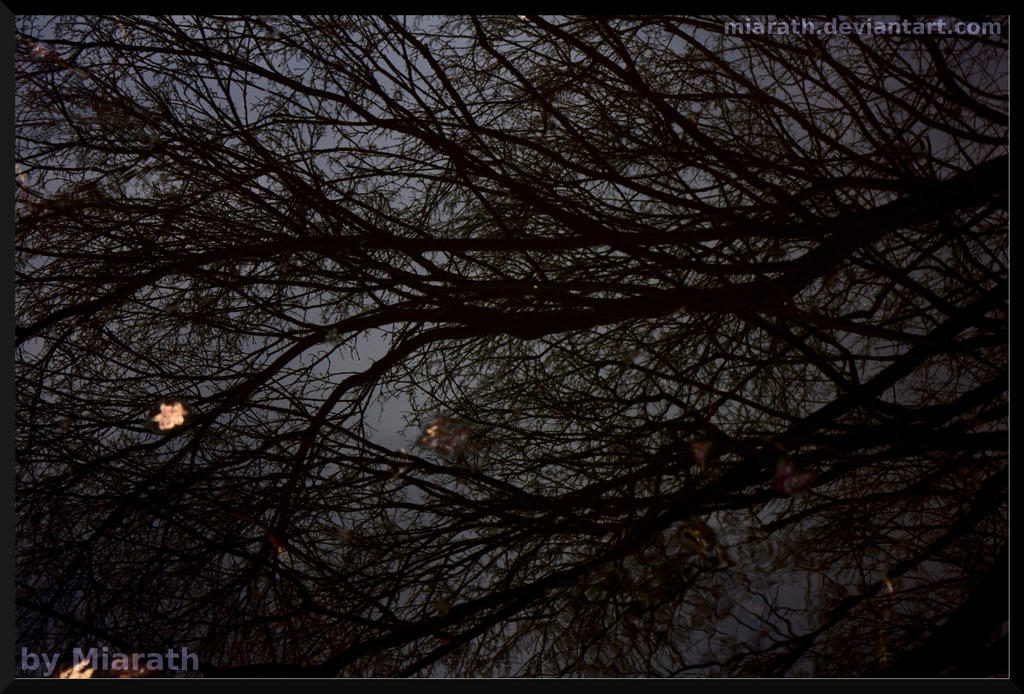 Trees In The Water II