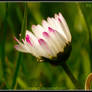 Kiss of a Flower