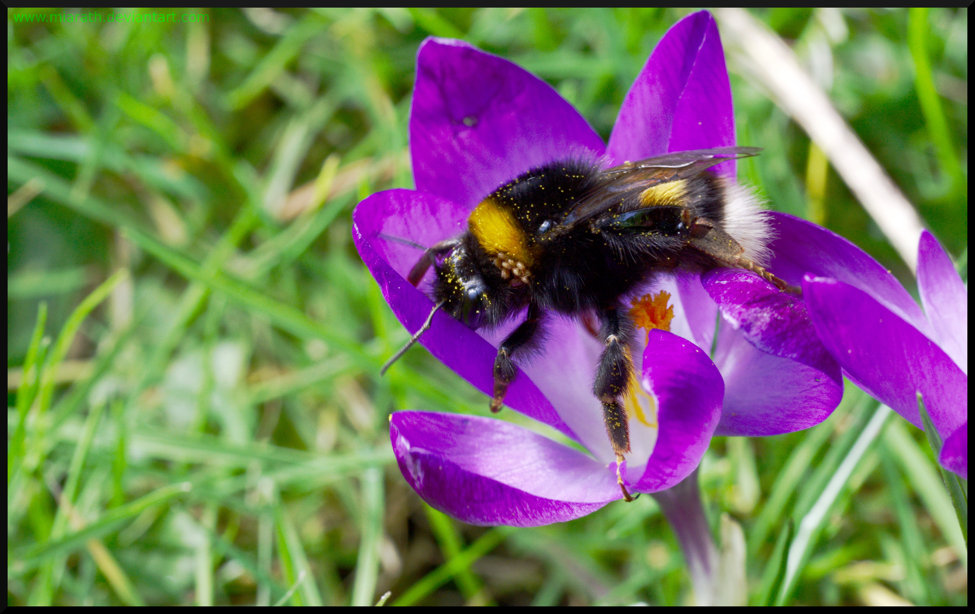 Mites on a bumble bee