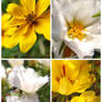 Les Fleurs sur mon balcon