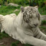 White Tiger