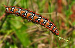 Caterpillar of the spurge hawkmoth by SmartyPhoto