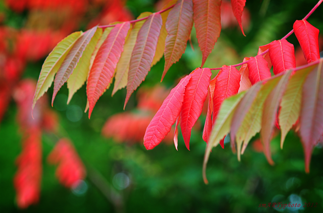 Autumncolours