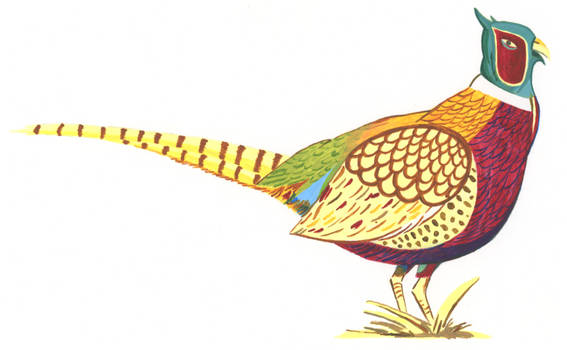 Pheasant