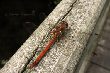 Common Darter