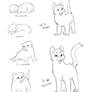 Kitten Aging Guide