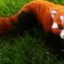 Red Panda