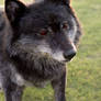 Poseable Wolf Softmount